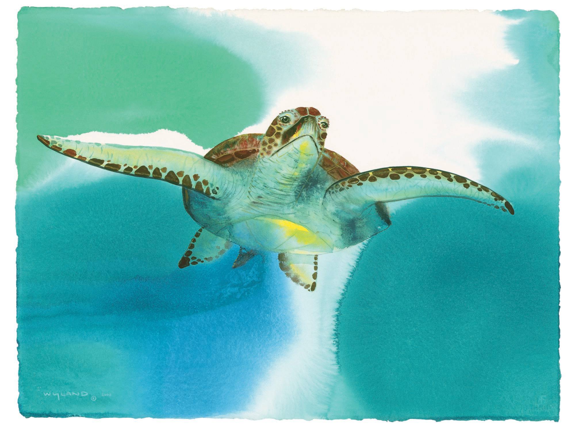 Photo 4 from Wyland Foundation
