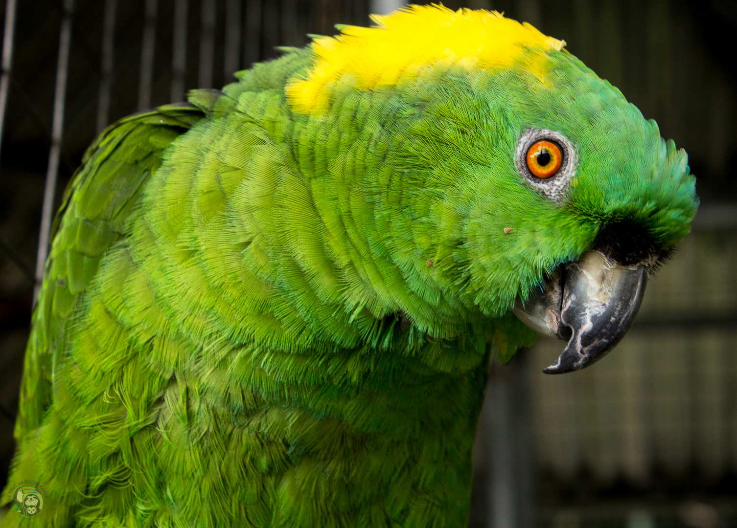 Photo 5 from Toucan Rescue Ranch