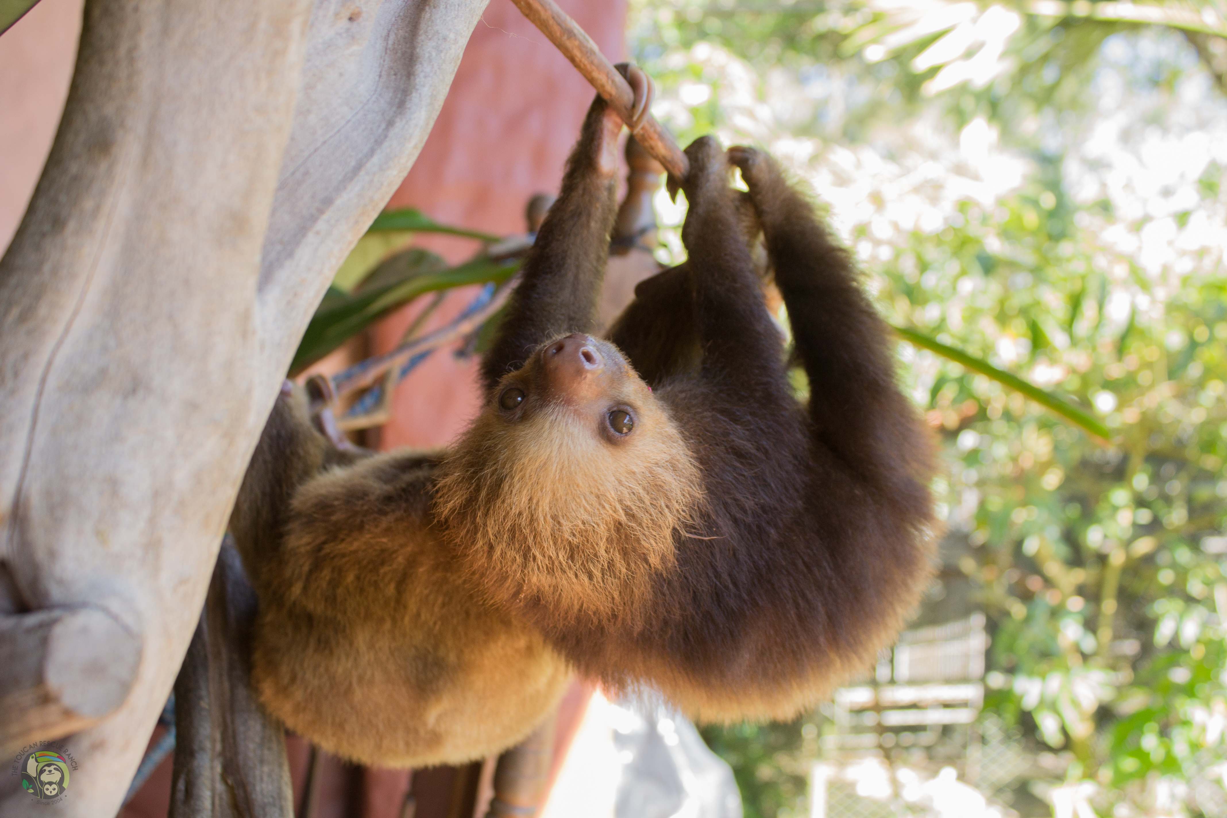 Photo 7 from Toucan Rescue Ranch