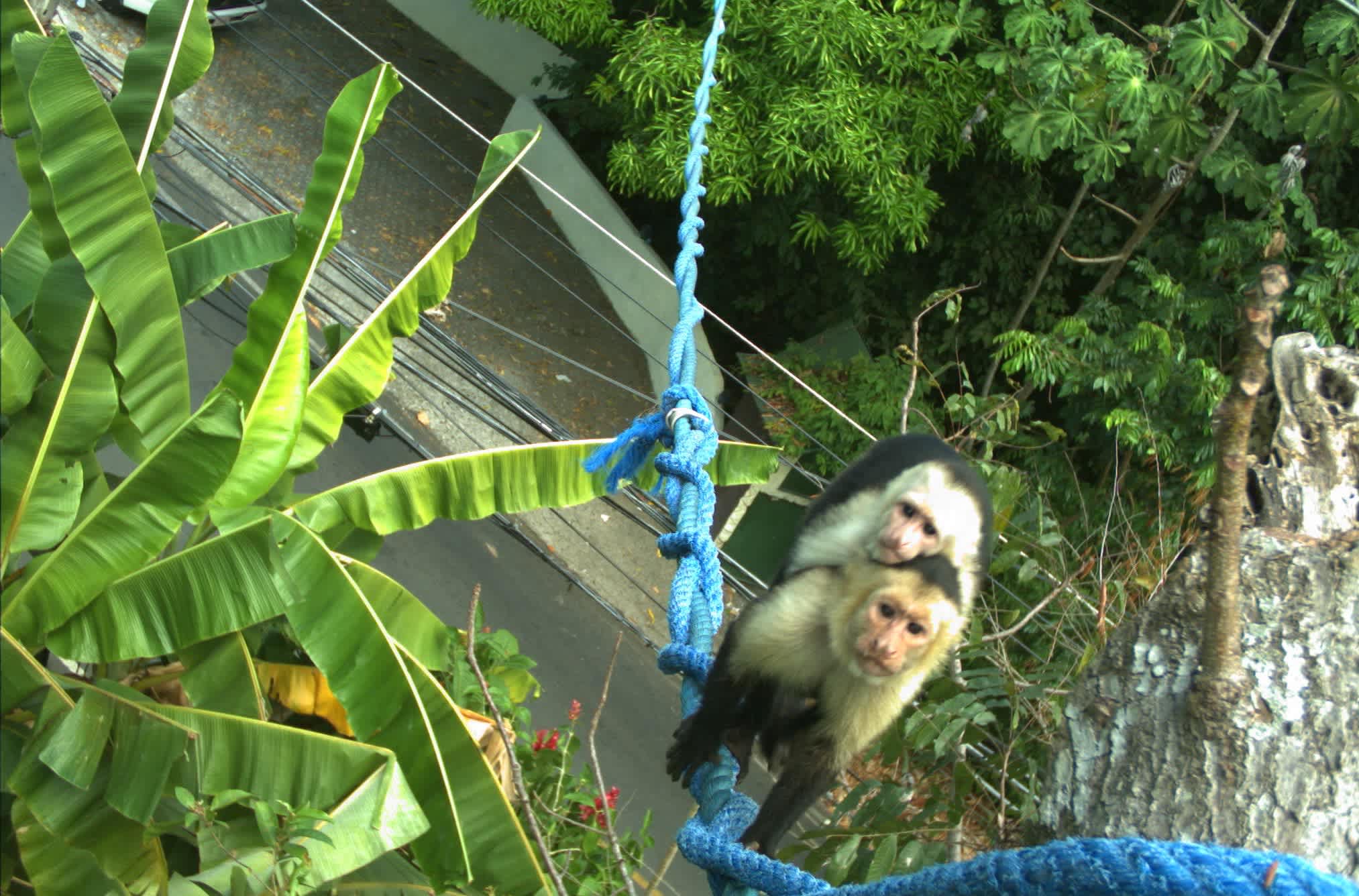 Photo 9 from Kids Saving the Rainforest