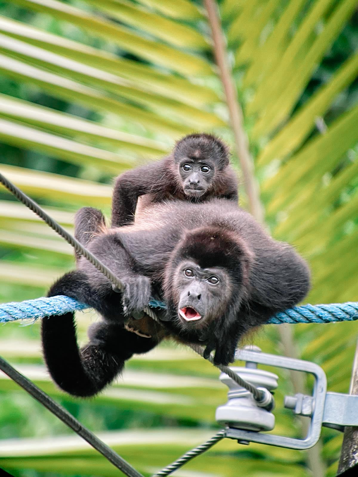 Photo 10 from Kids Saving the Rainforest