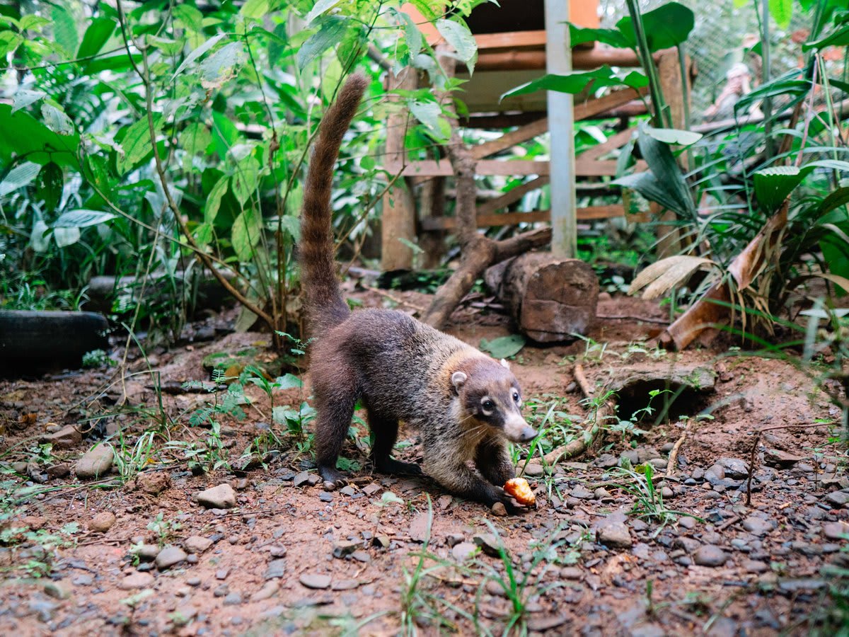 Photo 15 from Kids Saving the Rainforest
