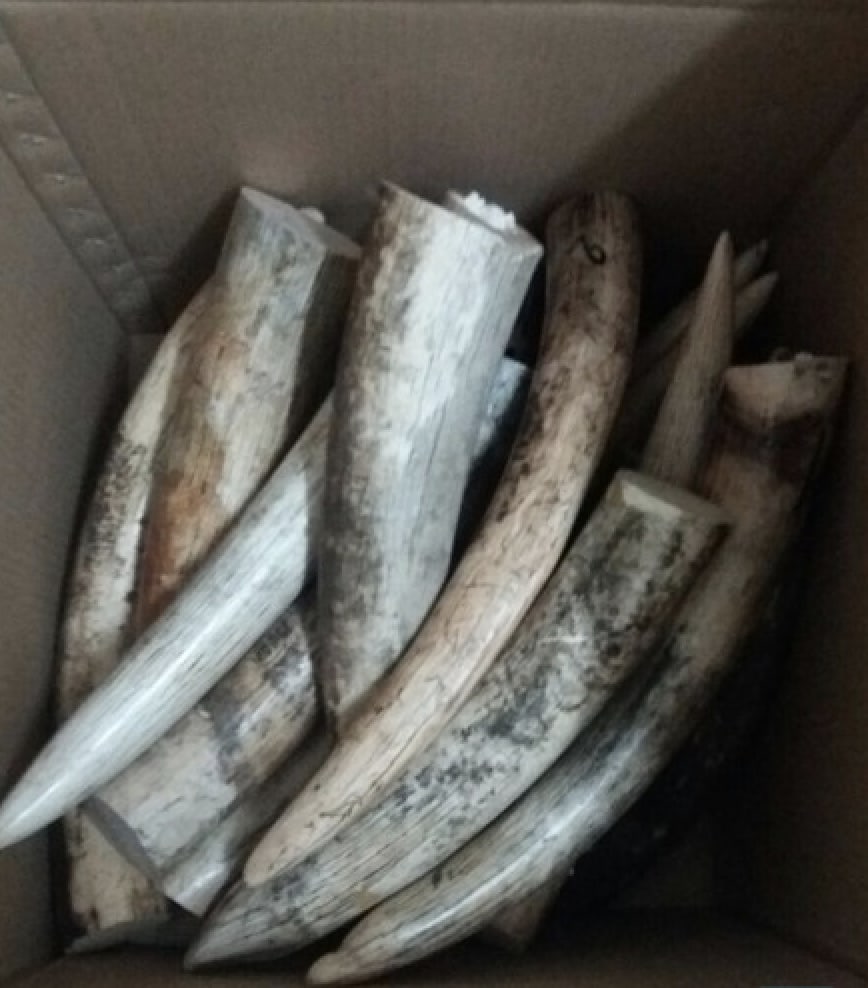 Photo 1 from Wildlife Justice Commission