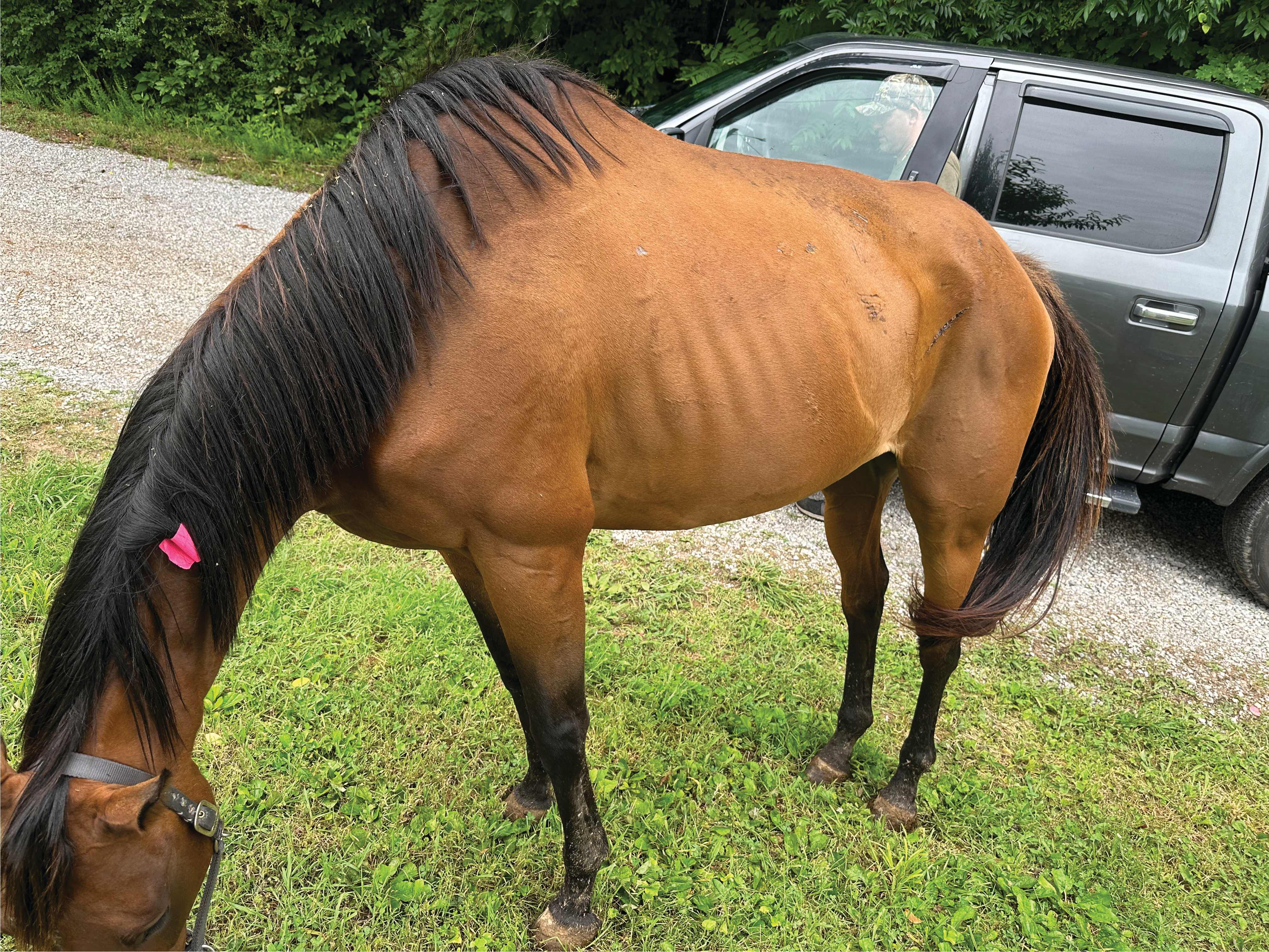 Photo 2 from From The Ashes Horse Rescue and Rehabilitation