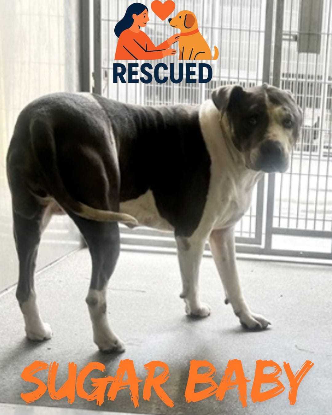 Photo 2 from Hope Paws Support Fund