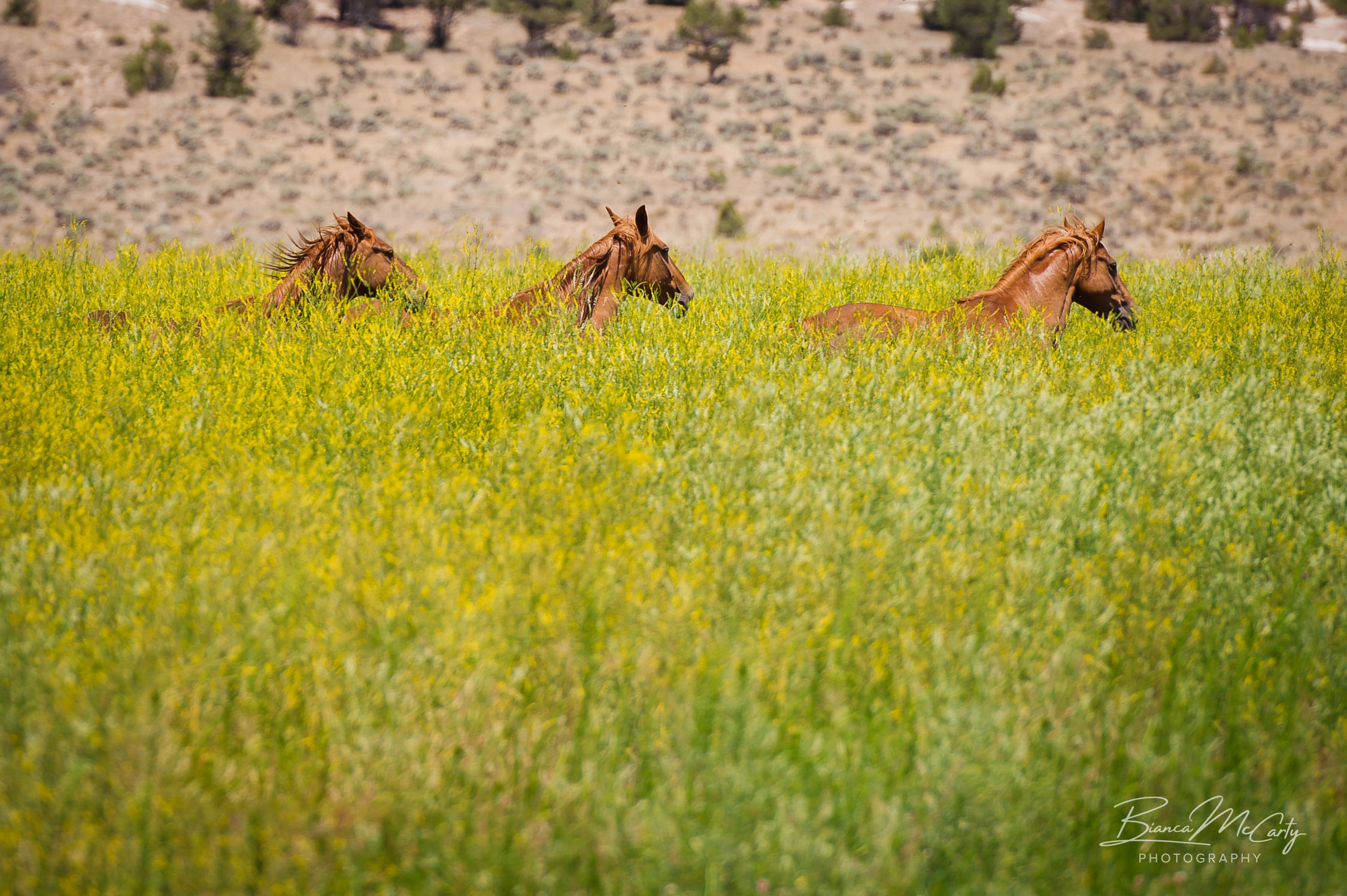 Mountain Valley Horse Rescue