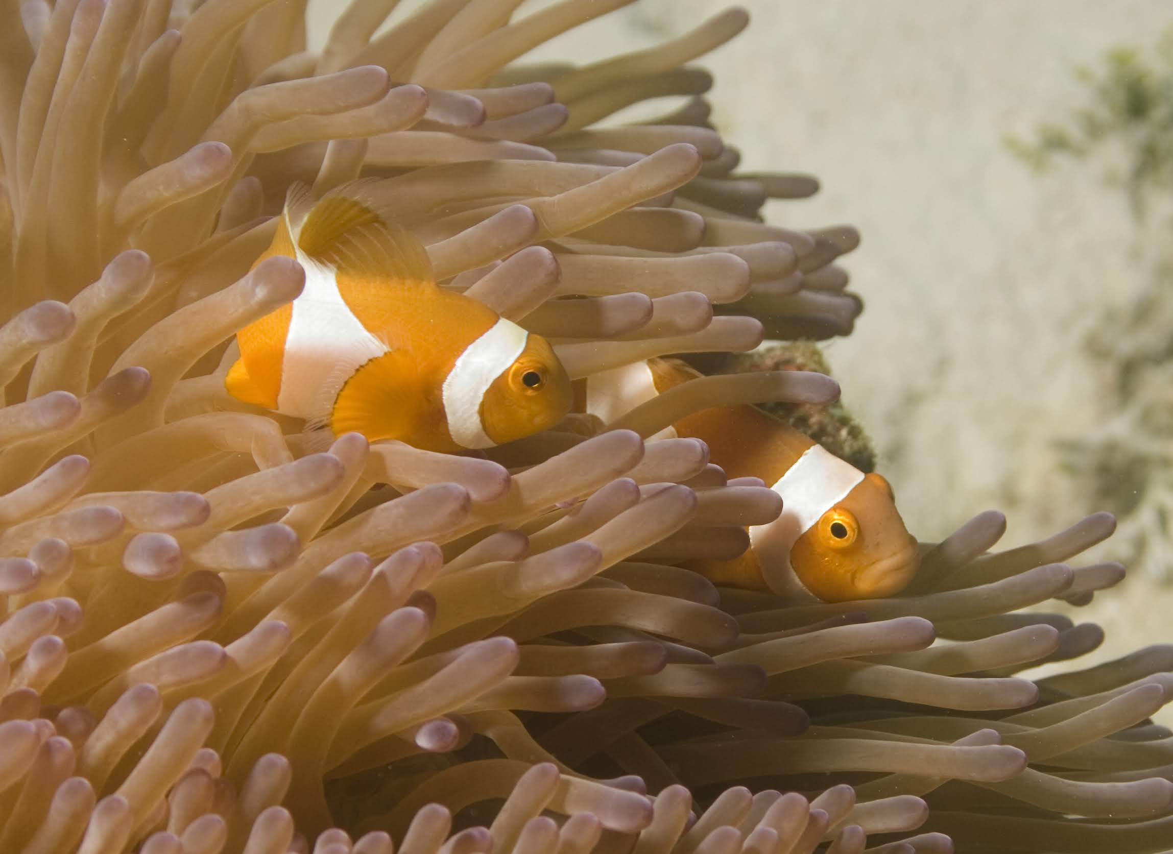 OneReef Worldwide Stewardship