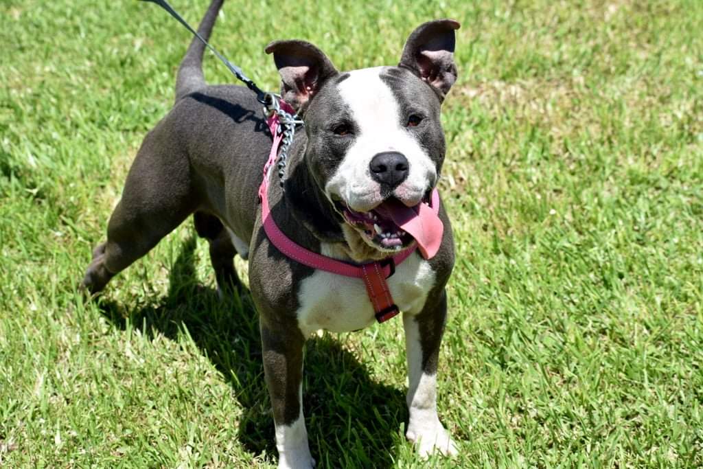 Trail of Hope Animal Rescue Inc