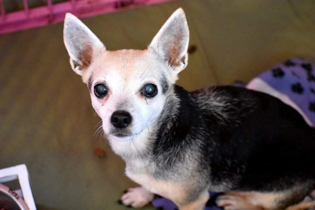 Trail of Hope Animal Rescue Inc