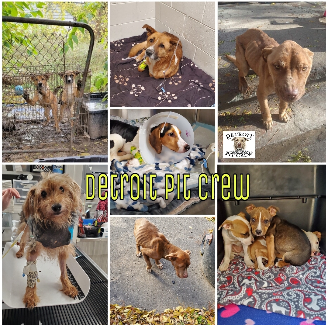 Detroit Pit Crew Dog Rescue