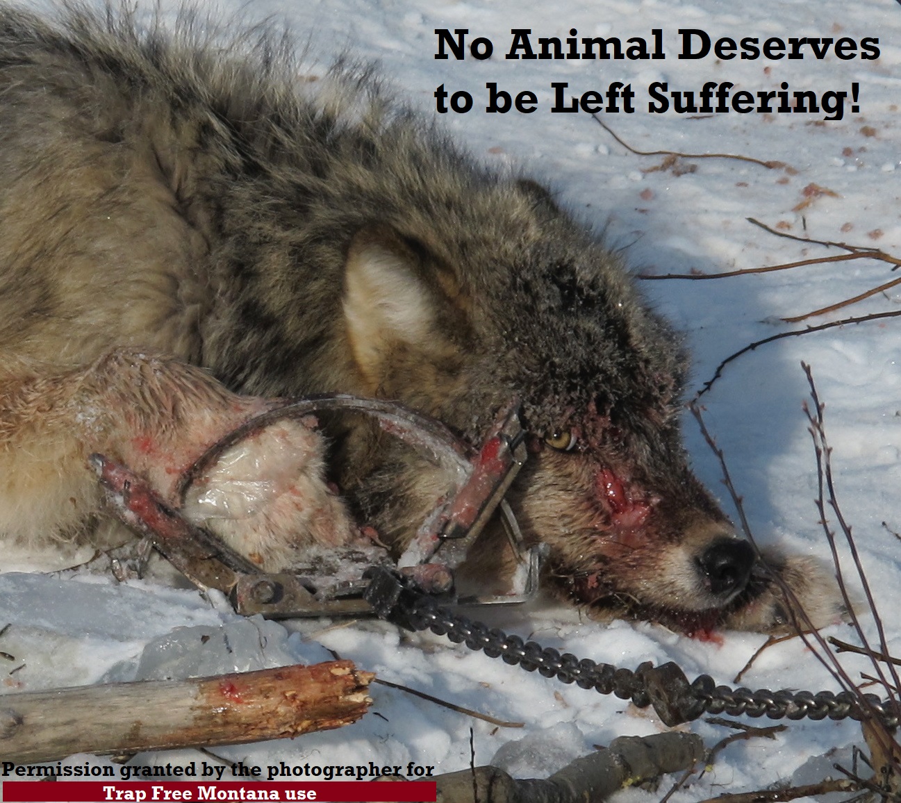 Trap Free Montana