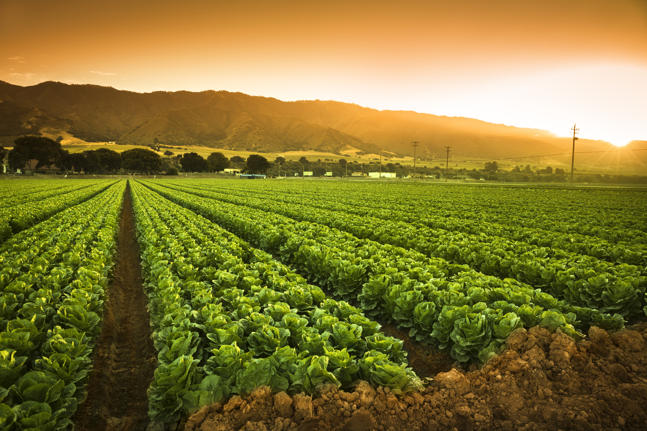 The Online Food Pantry
