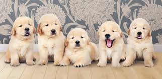 Dogs Deserve a Happy Home
