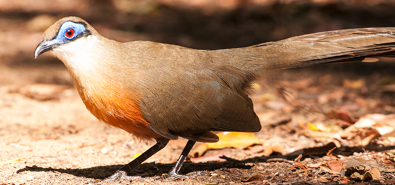 Madagascar Birding Association