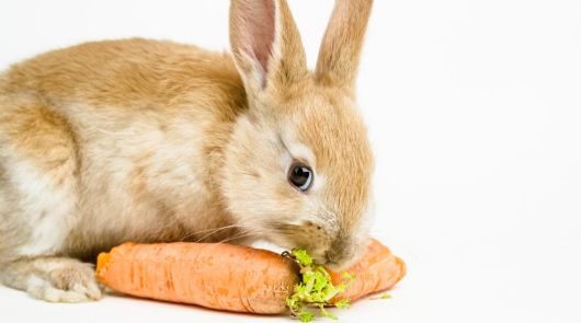 תוצאת תמונה עבור שפן