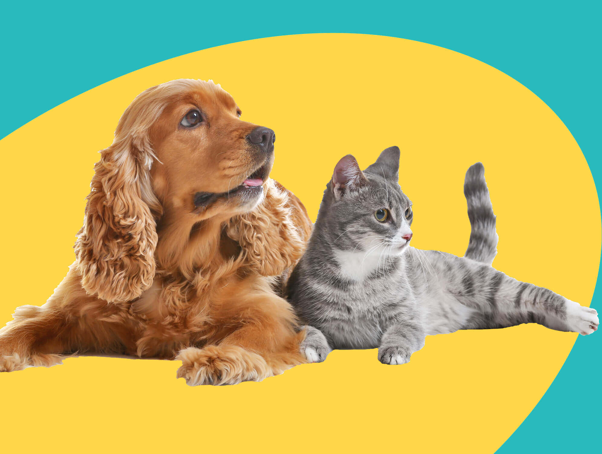 Dog and Cat with Yellow Circle Behind