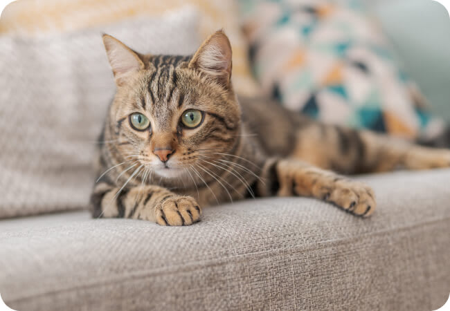 Cat On Couch