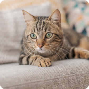 Cat On Couch