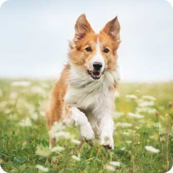 Dog In Field