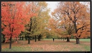 Sapphire Slim Bezel Fixed Frame Screen Viewing Area 2656 X 1494Mm (16:9) - (Sfsc266-Sb) 1 Sapphire Slim Bezel Fixed Frame Screen Viewing Area 2656 X 1494Mm (16:9) - (Sfsc266-Sb)