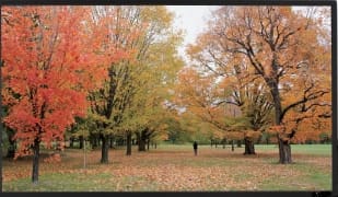 Sapphire Slim Bezel Fixed Frame Screen Viewing Area 2656 X 1494Mm (16:9) - (Sfsc266-Sb-At) 1 Sapphire Slim Bezel Fixed Frame Screen Viewing Area 2656 X 1494Mm (16:9) - (Sfsc266-Sb-At)