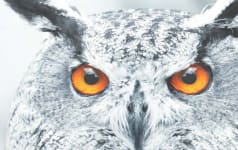 Projectorpoint - 4K Projector Screens