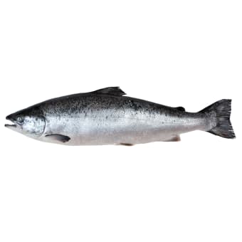 Salmon 2LB