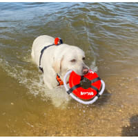 Baydog Fetch Ring - Blaze Orange