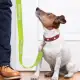 Trek Dog Leash
