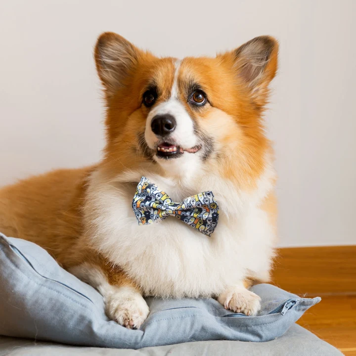 Amigo Pet Bow Tie - image 4