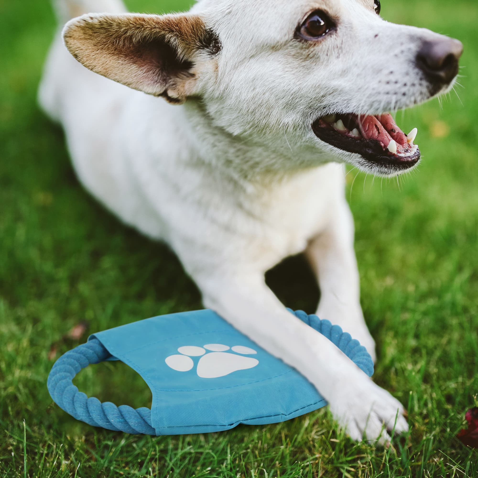 Rope Frisbee Dog Toy - PCH274 Image 