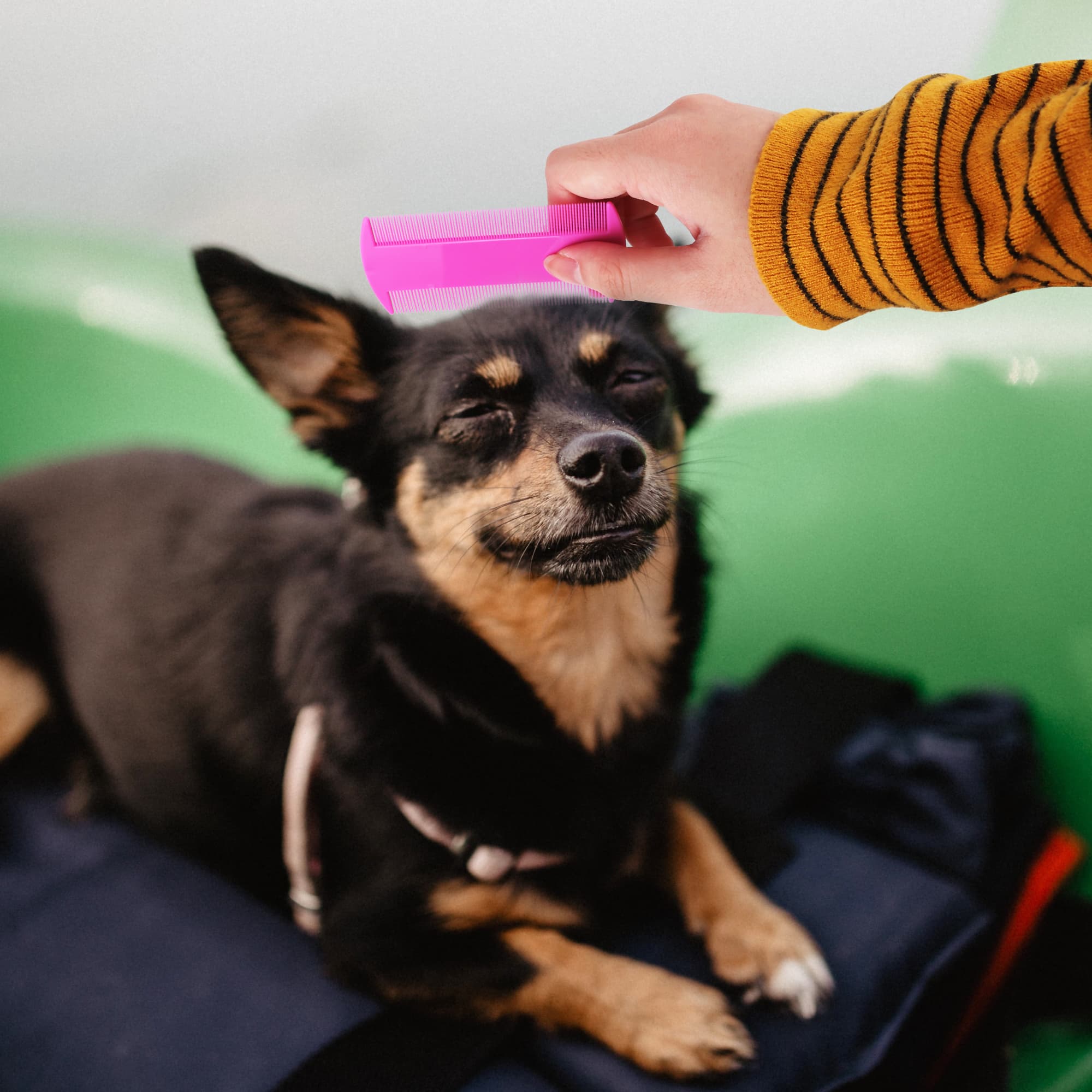 Pet Flea Comb - PCH273 Image 