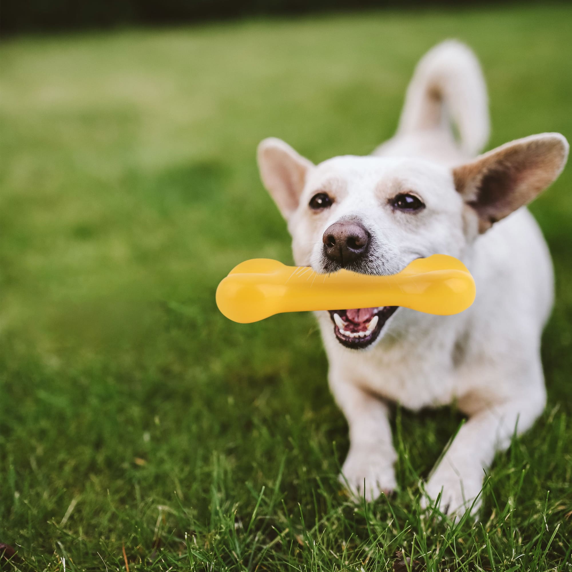 PVC Dog Bone - PCH272 Image 