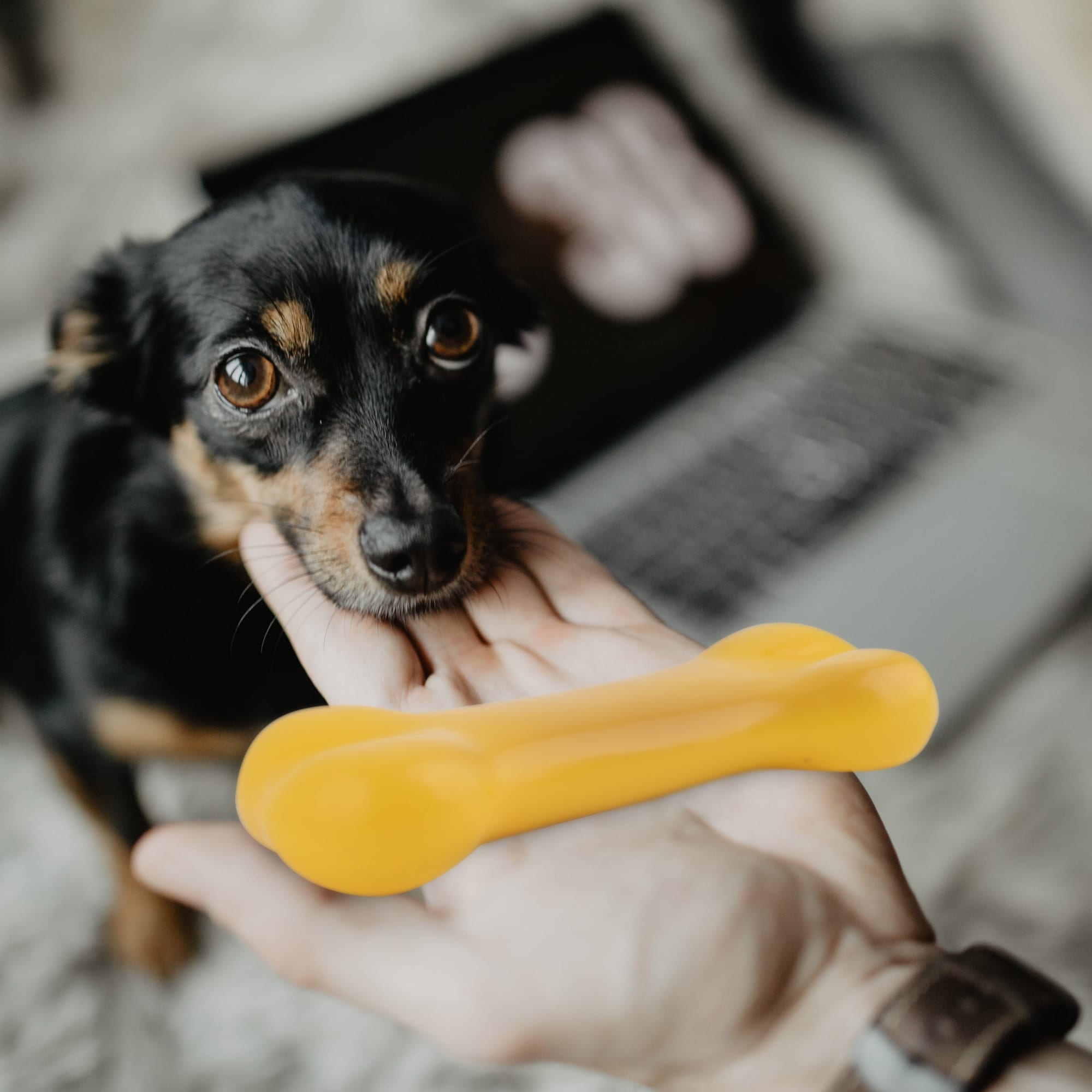 PVC Dog Bone - PCH272 Image
