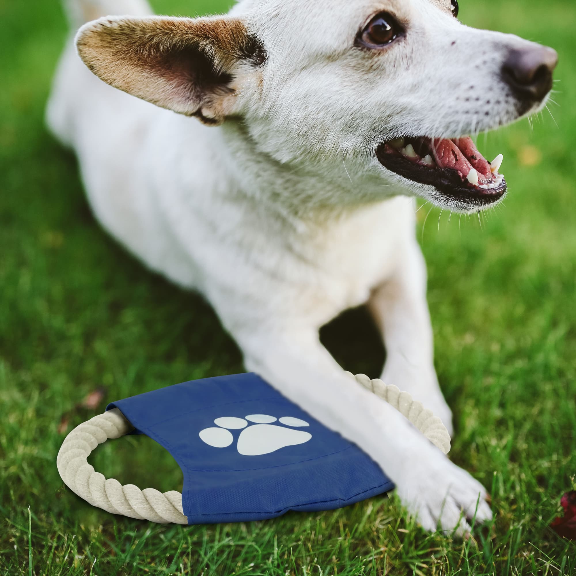 Rope Frisbee Dog Toy - PCH274 Image