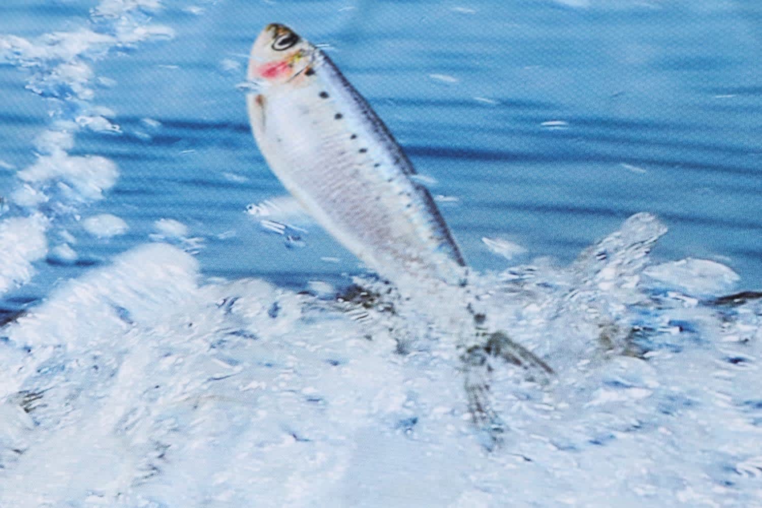 Men's Polyester Elastane Sublimated Fishing POLO - PCC015 Image 