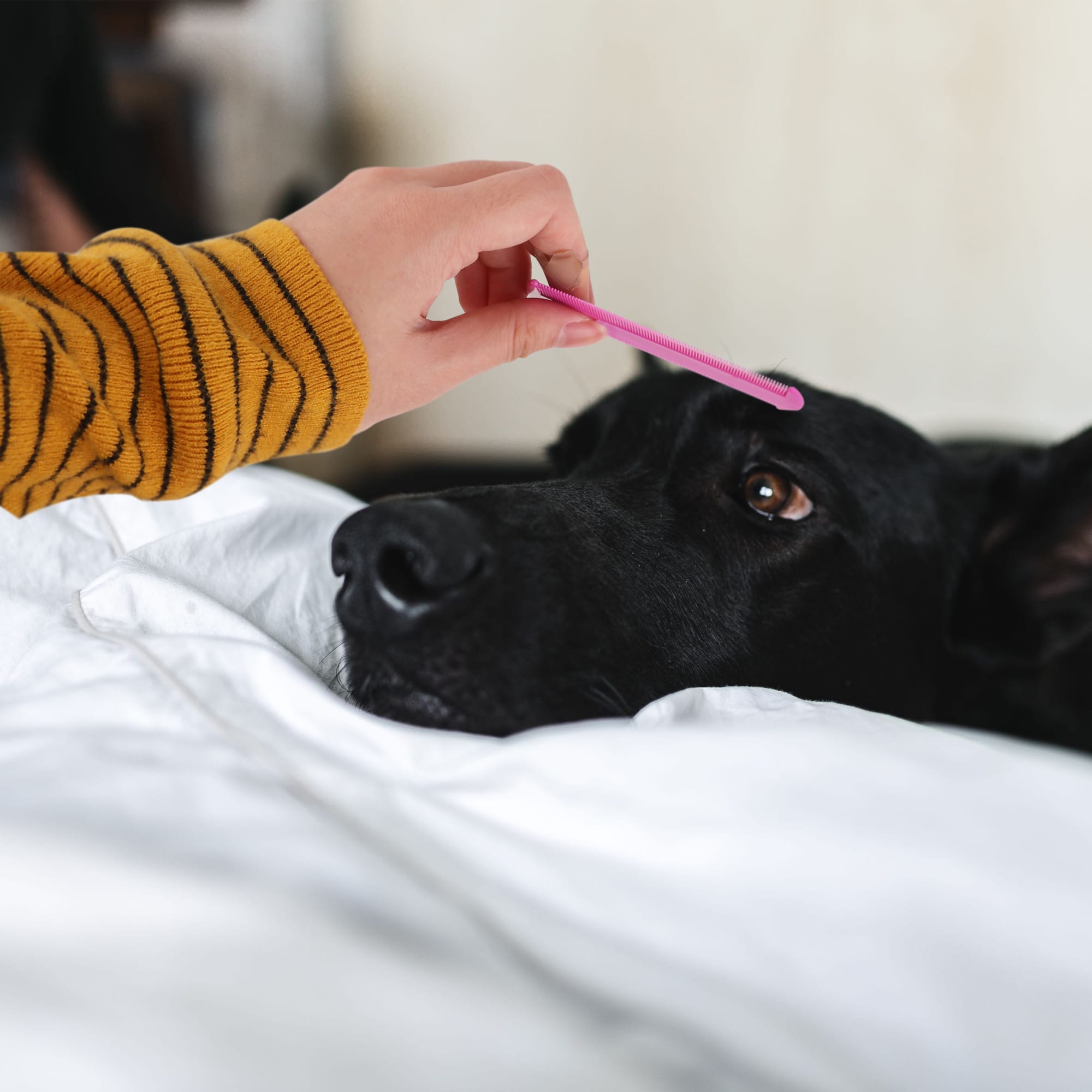 Pet Flea Comb - PCH273 Image 