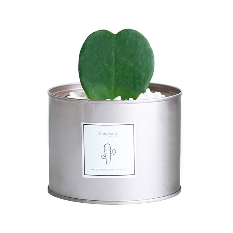 Small  Tin Can without Lid (85 x 75mm)