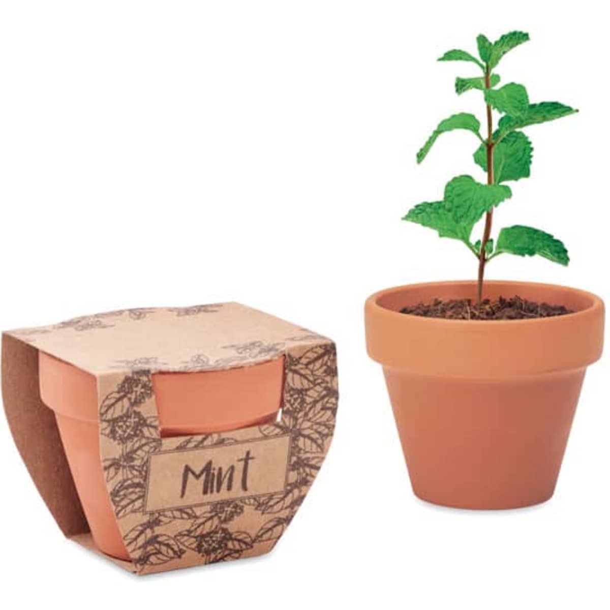 A mint plant in a terracotta pot, packaged in a cardboard holder with a leafy design. The pot is a natural brown colour.