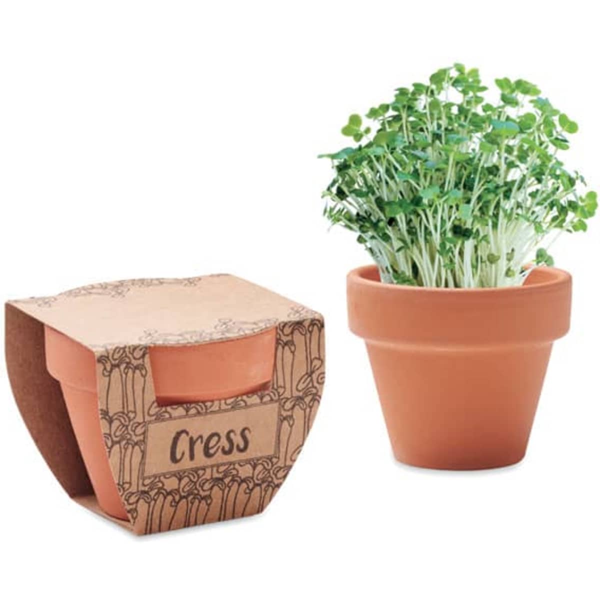 A terracotta pot containing vibrant green cress, packaged with a decorative cardboard sleeve featuring a logo.