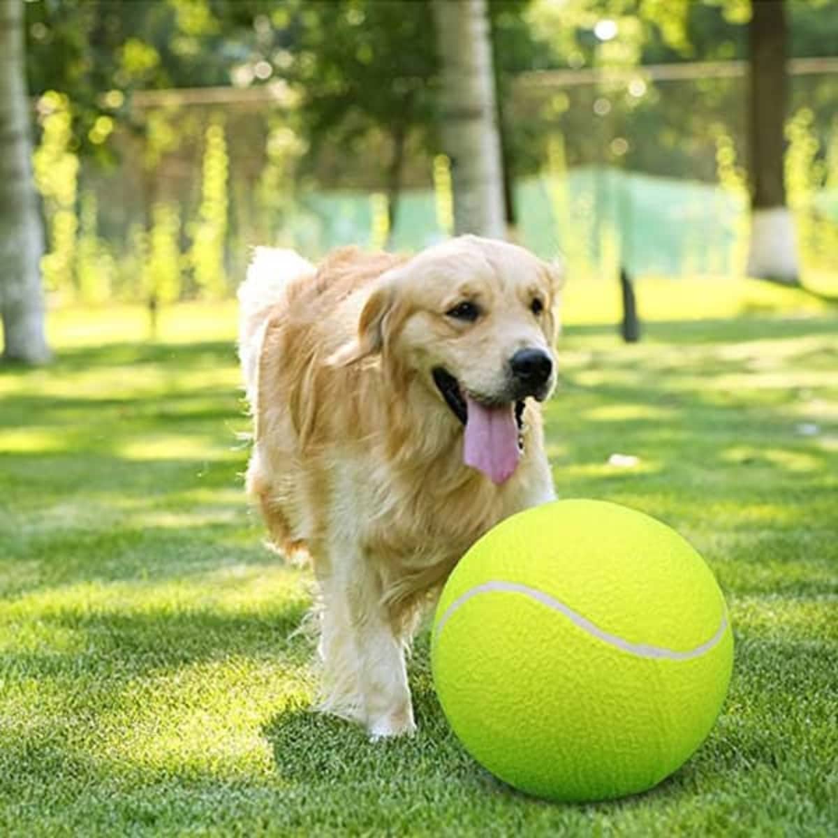 A golden retriever plays with a large, bright yellow tennis ball on a grassy field.