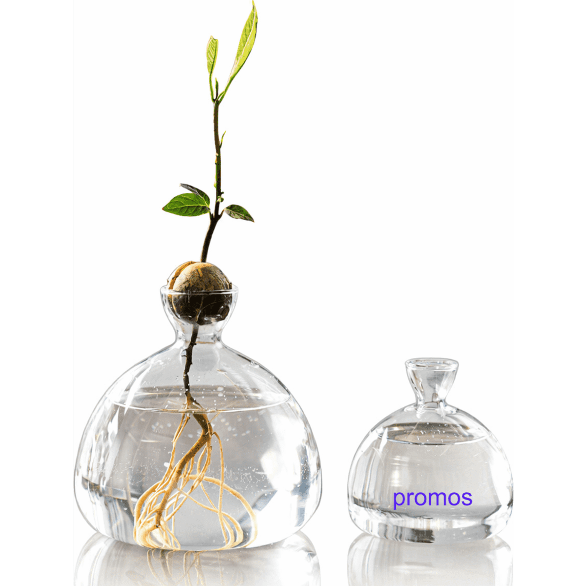 Hydroponic Vase