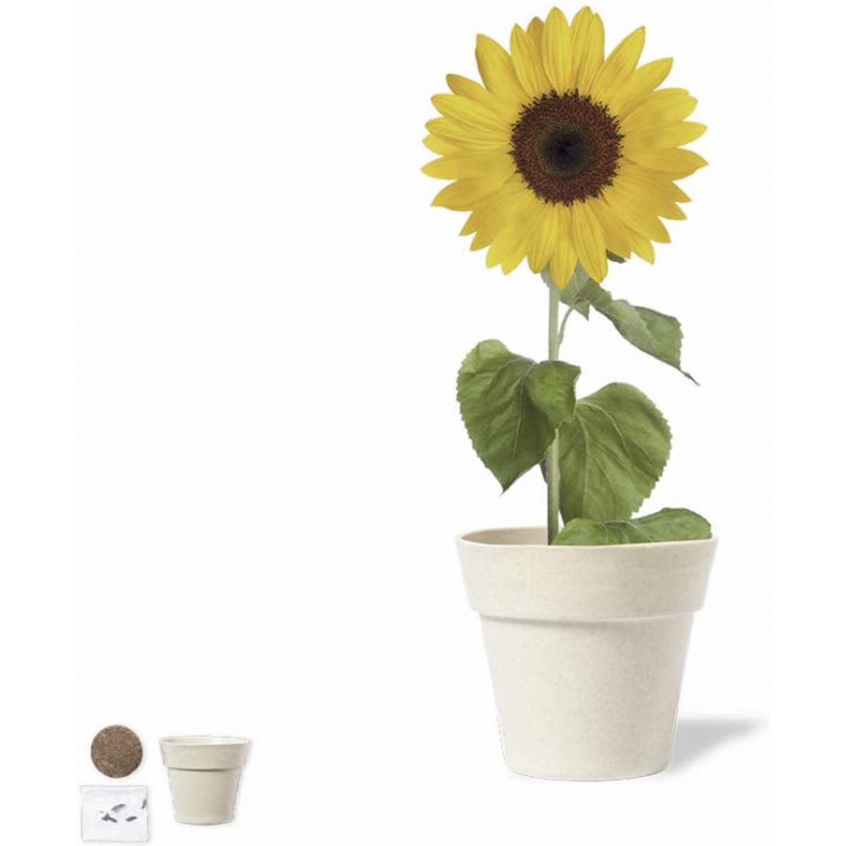 A plant pot containing a vibrant yellow sunflower with green leaves, accompanied by a small soil disc.