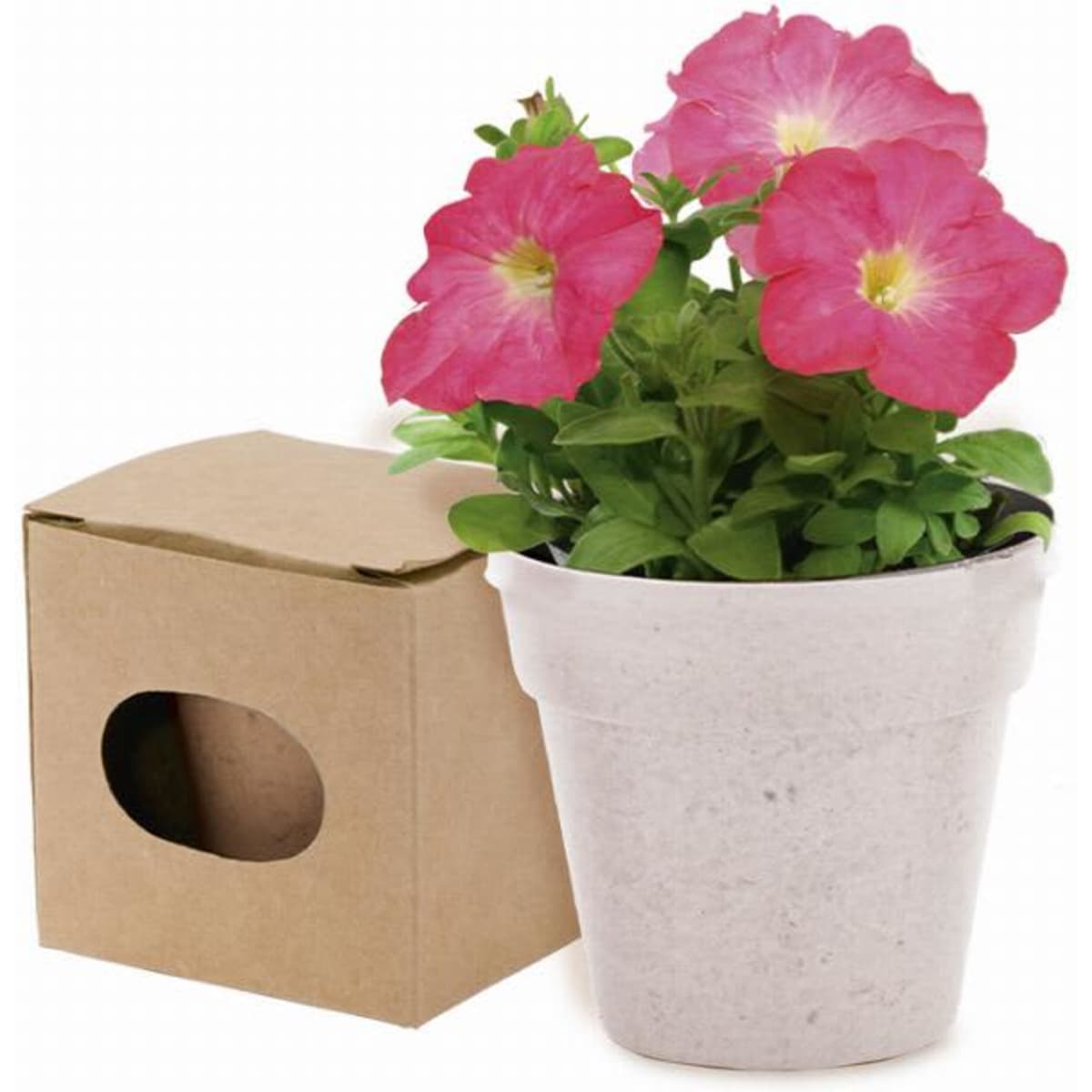 A potted plant with pink flowers, alongside a brown cardboard gift box with a cut-out handle.