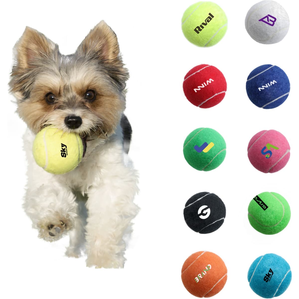 A small dog holds a bright yellow tennis ball in its mouth, surrounded by various coloured tennis balls.
