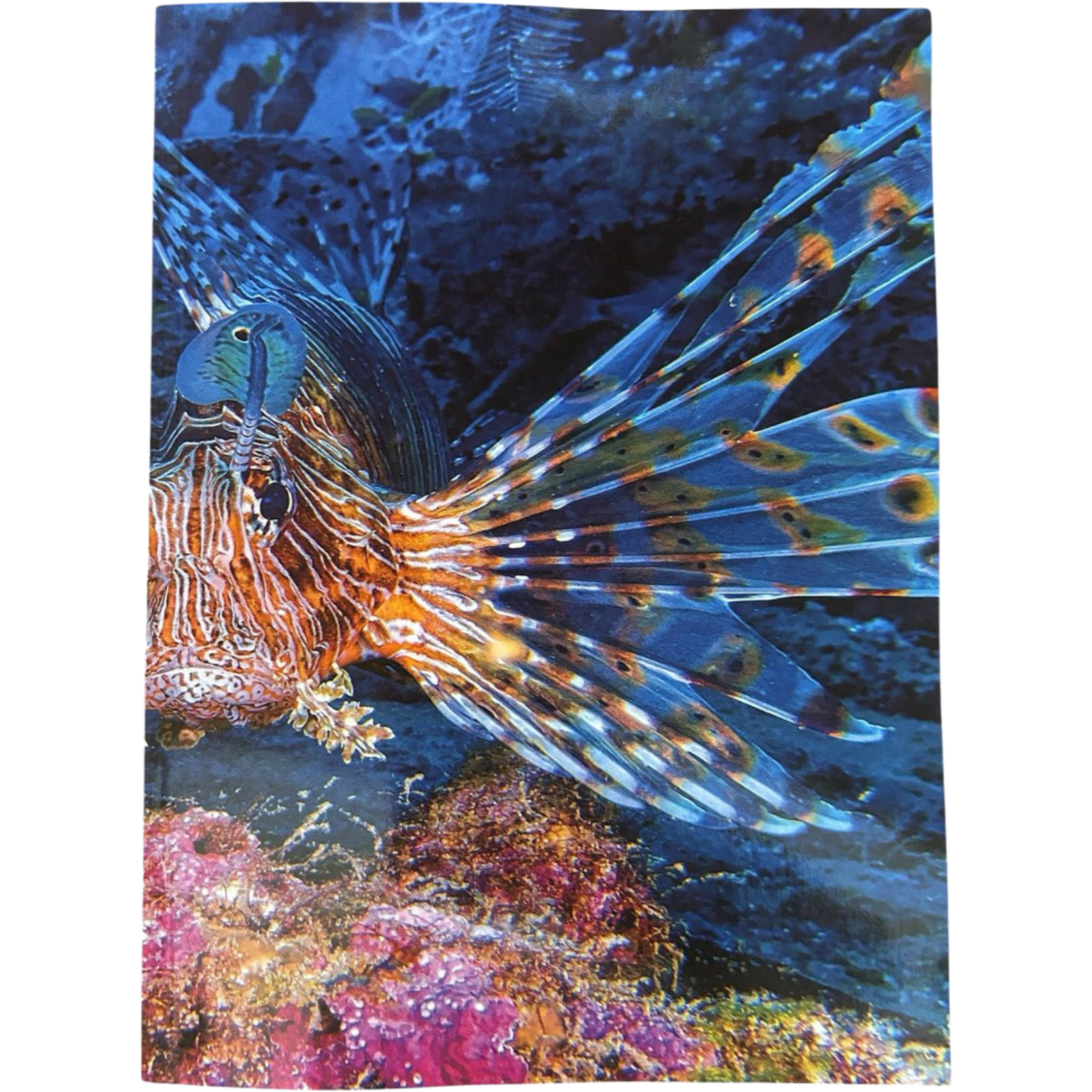 A soft cover notebook featuring a vibrant, underwater design with a colourful lionfish against a dark background.