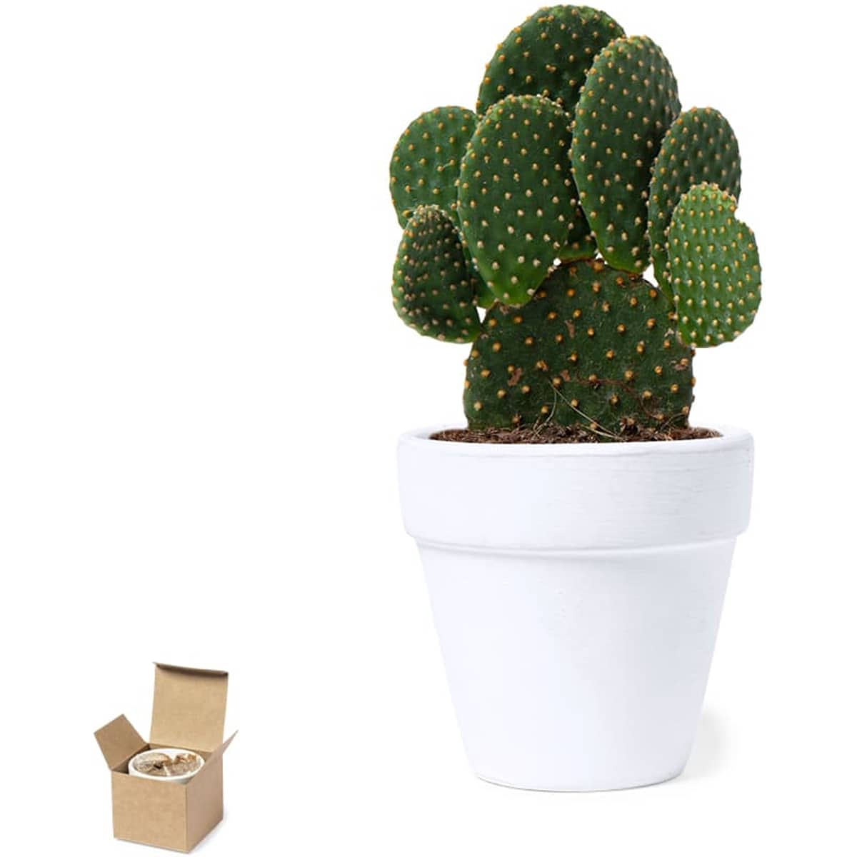 A green cactus in a white pot with a small box beside it, partially open, displaying additional contents.