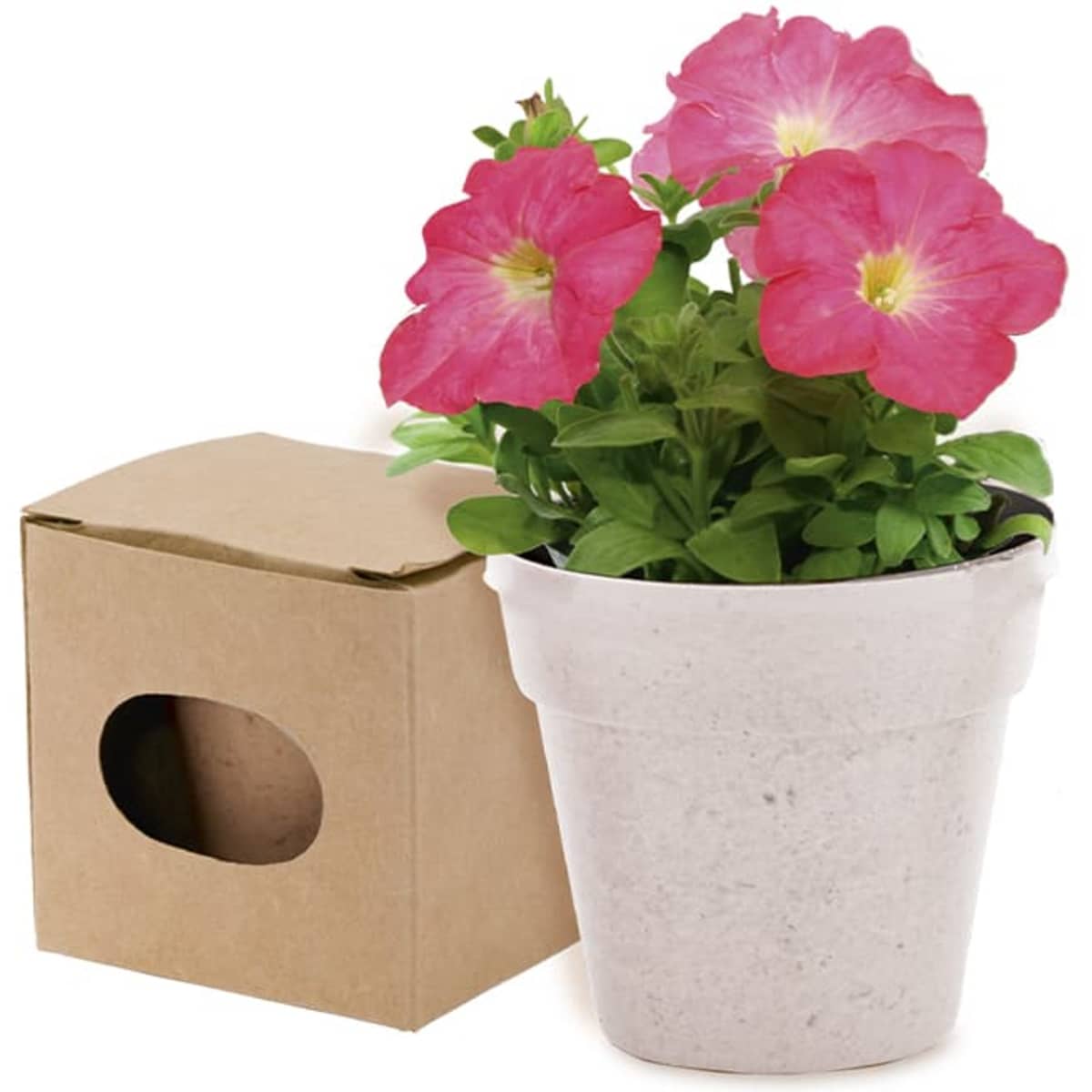 A white plant pot with pink petunia flowers beside a brown cardboard box with a circular cutout.