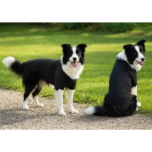 Two border collies wearing black raglan t-shirts stand on a grassy path, facing different directions.