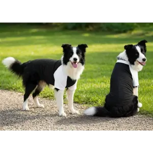 Two border collies wearing black and white raglan t-shirts stand on a gravel path in a green outdoor setting.